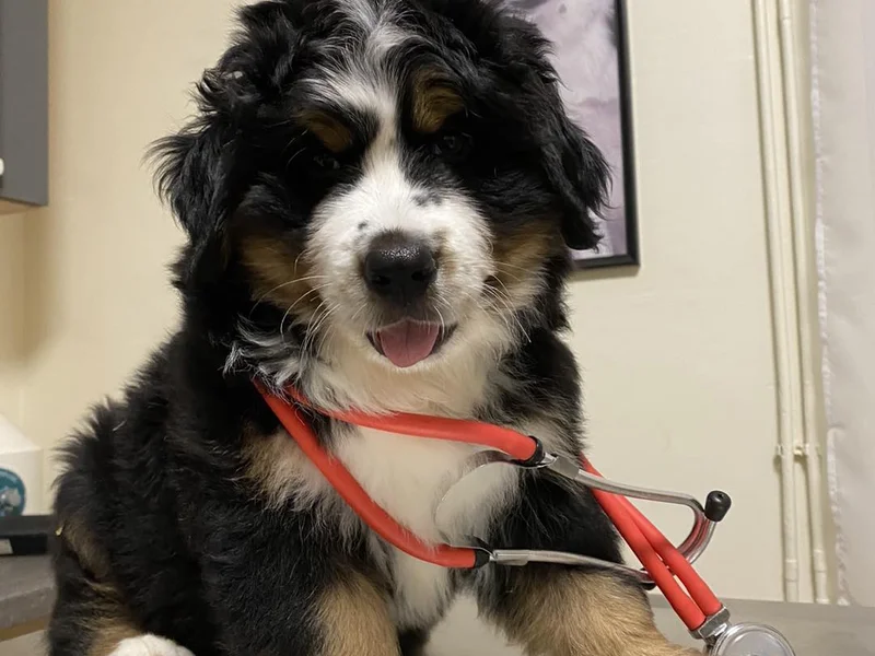 Állatorvosi felügyelet